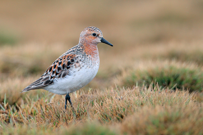 Red-necked Stint