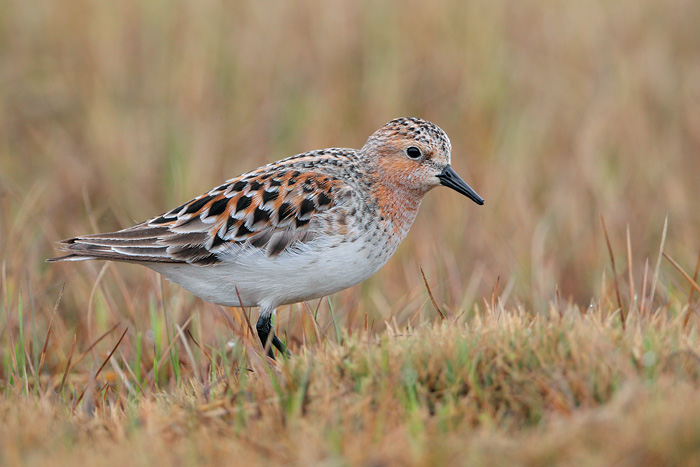 Red-necked Stint