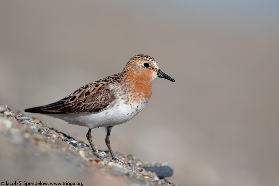 Red-necked Stint