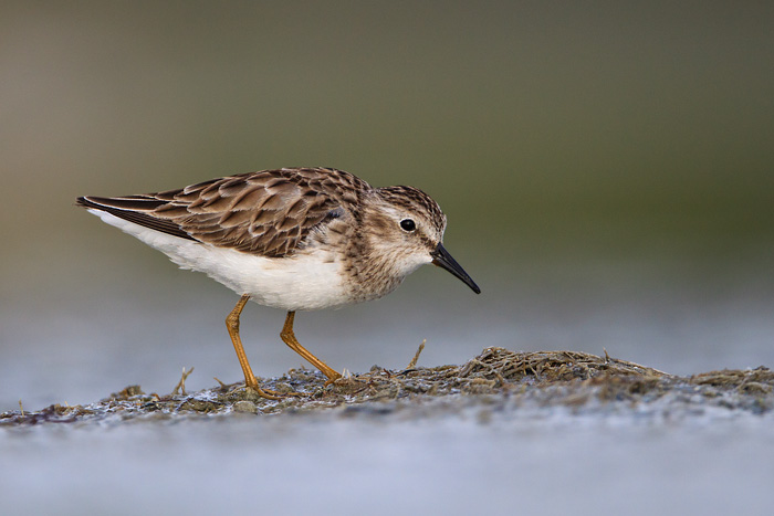 Least Sandpiper