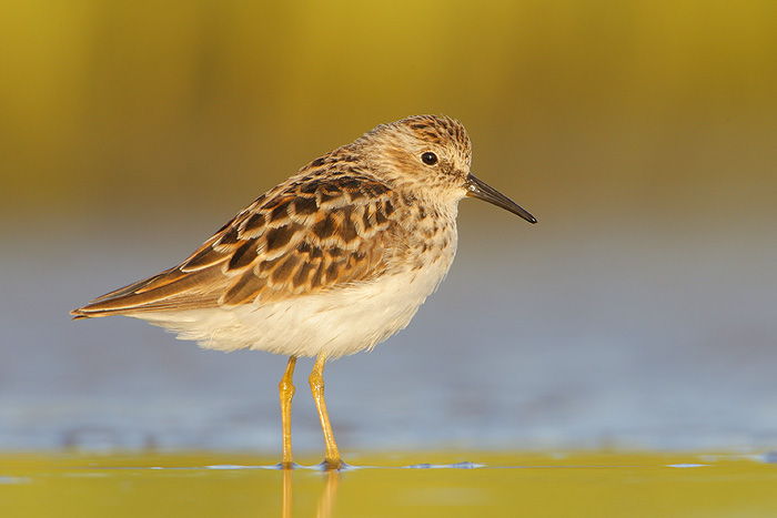 Least Sandpiper