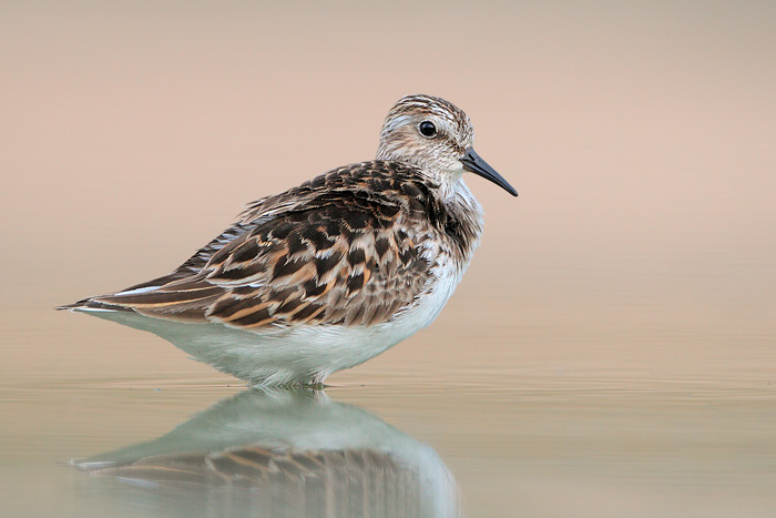 Least Sandpiper