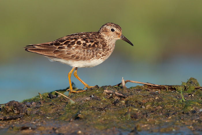 Least Sandpiper