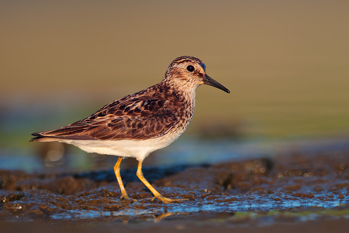 Least Sandpiper