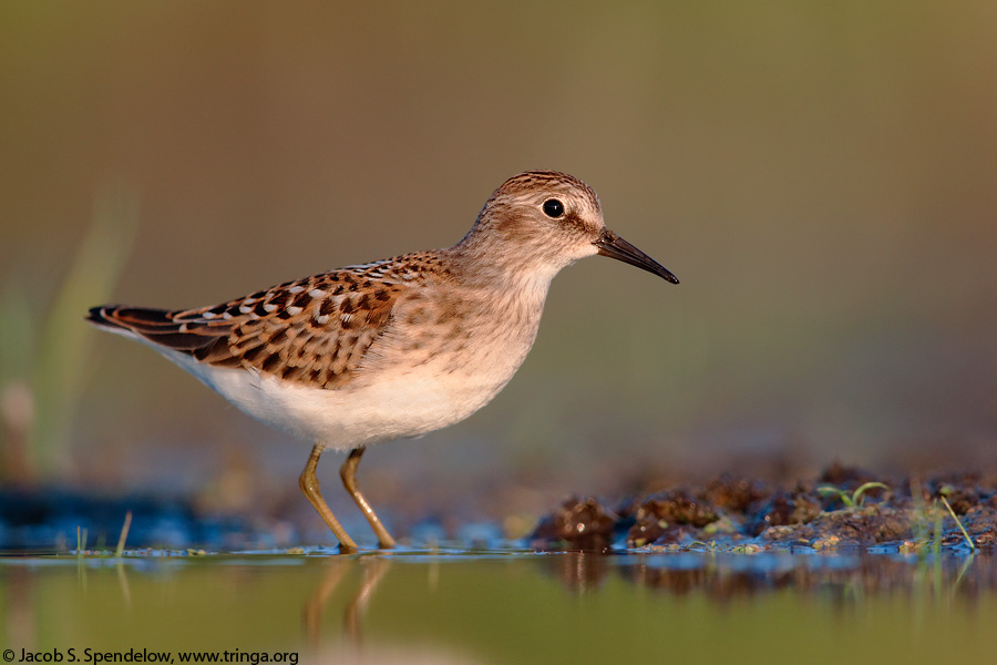 Least Sandpiper