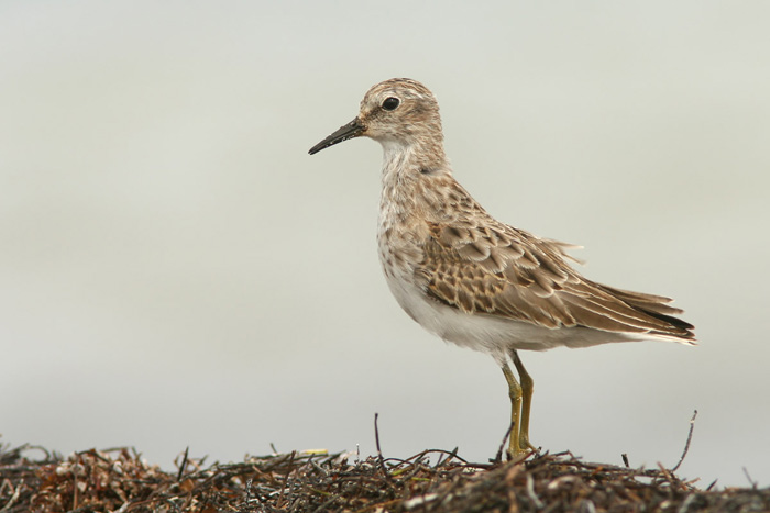 Least Sandpiper