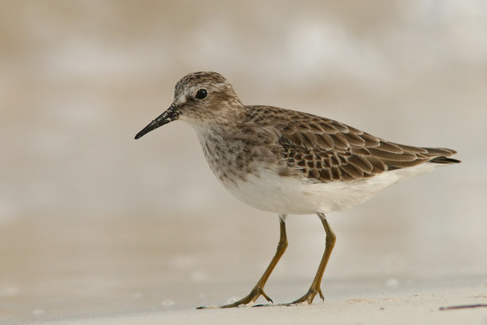 Least Sandpiper