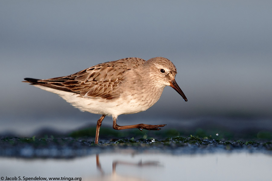 White-rumped Sandpiper