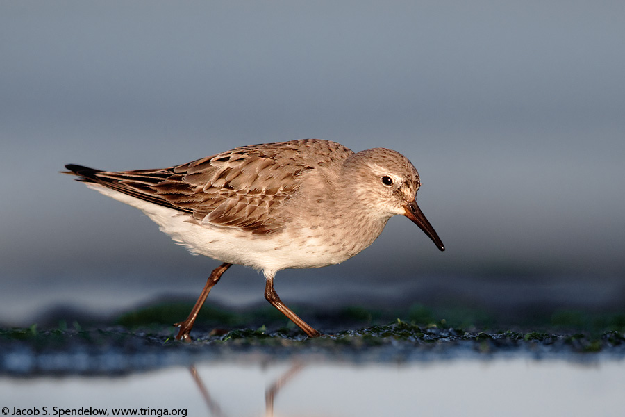 White-rumped Sandpiper