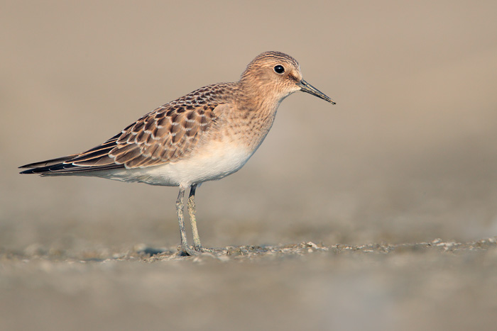 Baird's Sandpiper