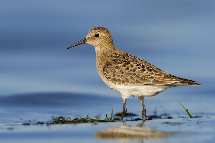 Baird's Sandpiper