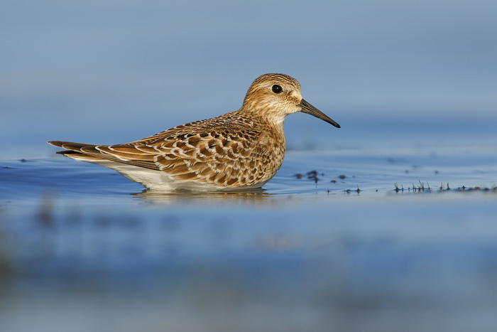 Baird's Sandpiper