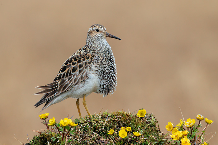 Pectoral Sandpiper