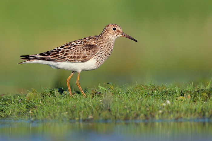 Pectoral Sandpiper