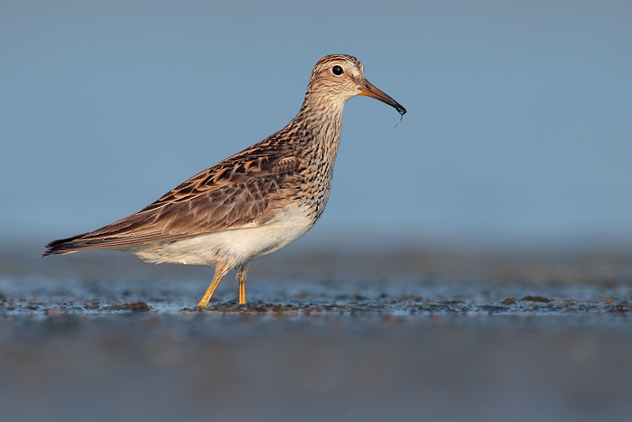 Pectoral Sandpiper