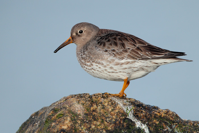 Purple Sandpiper