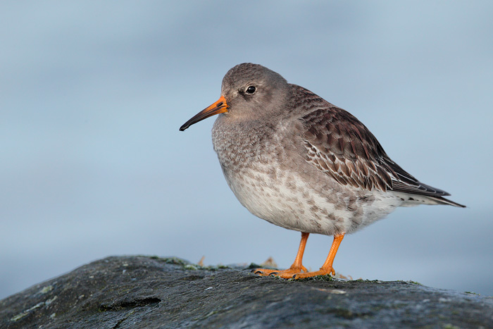 Purple Sandpiper