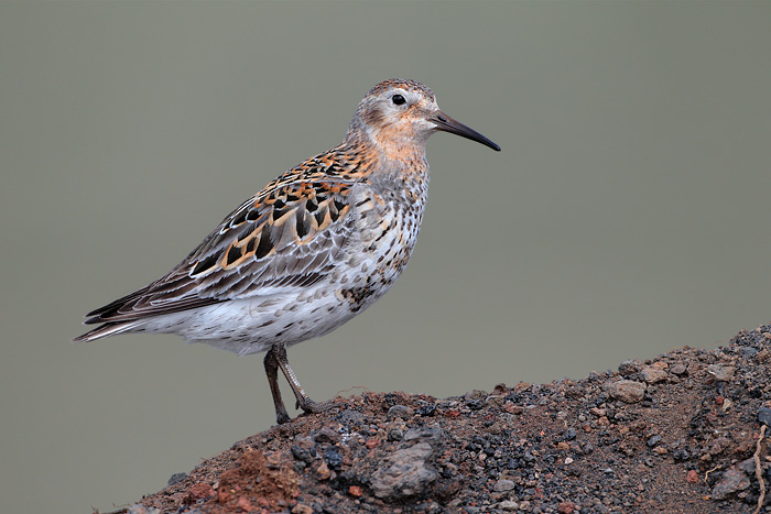 Rock Sandpiper