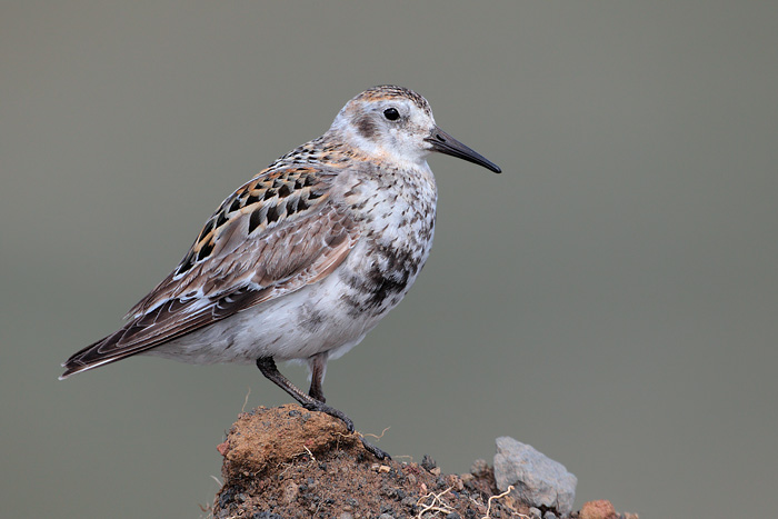 Rock Sandpiper