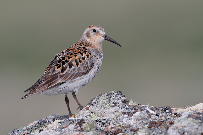 Rock Sandpiper