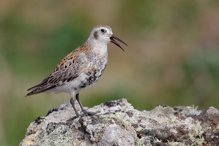 Rock Sandpiper