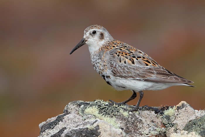 Rock Sandpiper