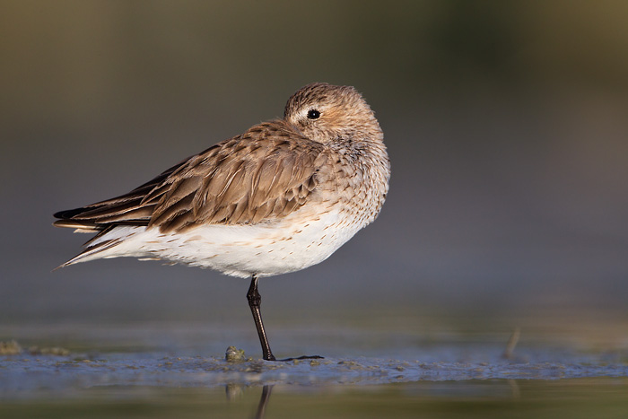 Dunlin