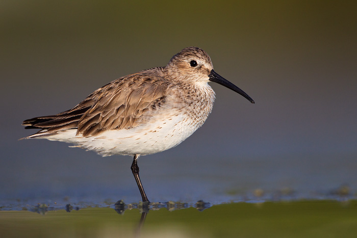 Dunlin