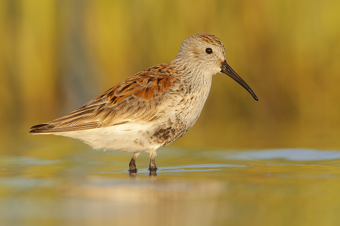 Dunlin