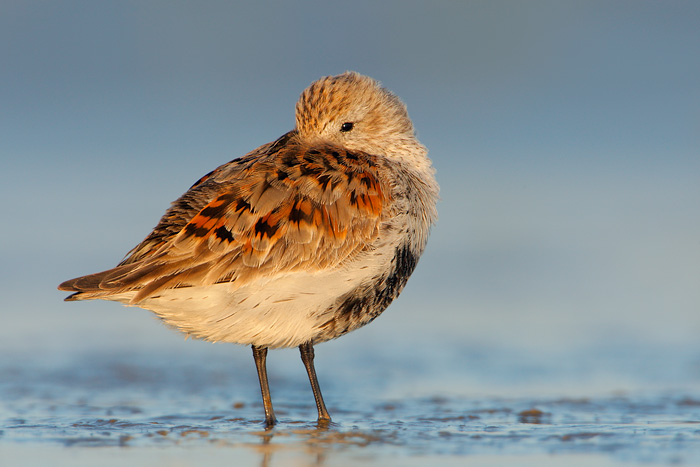 Dunlin