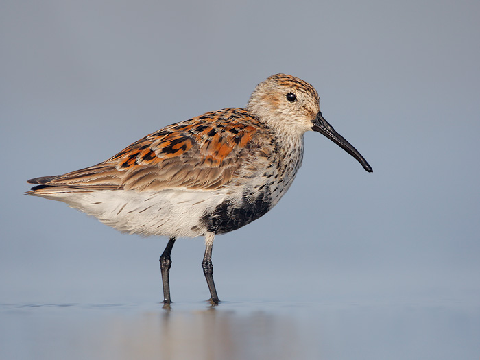 Dunlin