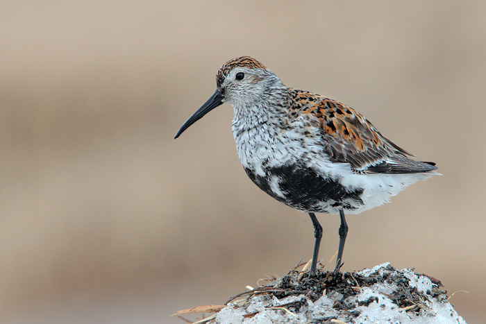 Dunlin