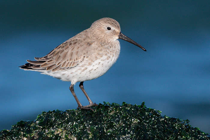 Dunlin