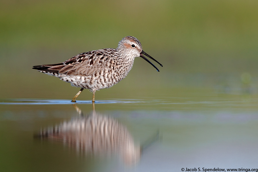 Stilt Sandpiper