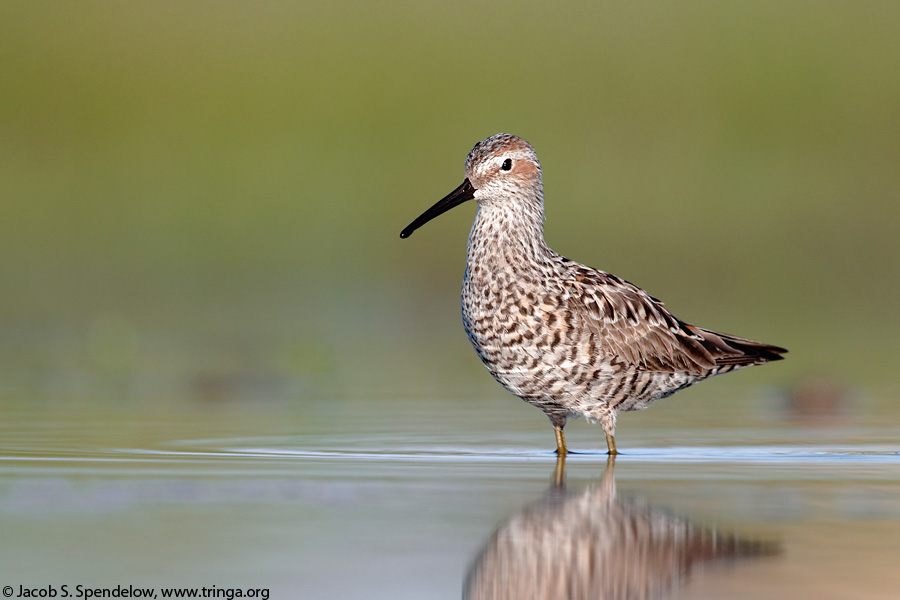 Stilt Sandpiper