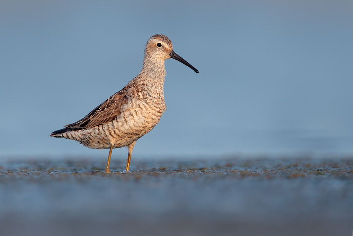 Stilt Sandpiper