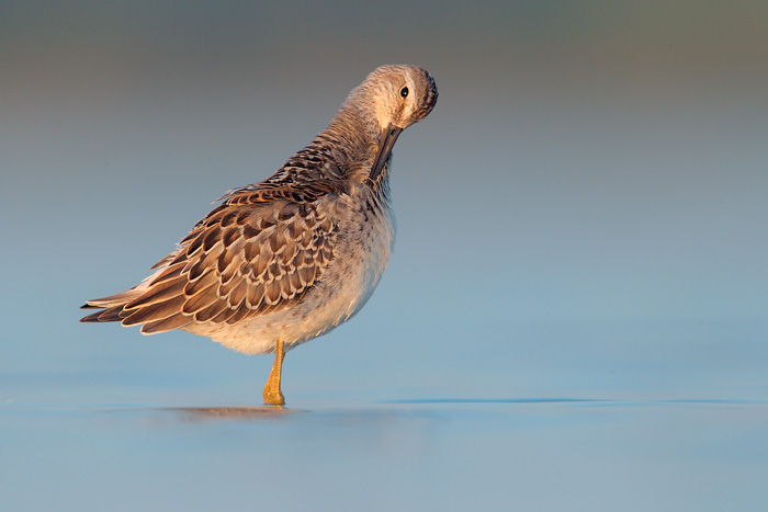 Stilt Sandpiper