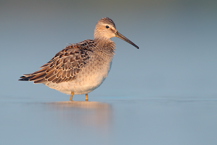 Stilt Sandpiper