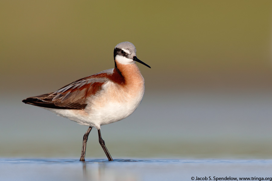 Wilson's Phalarope