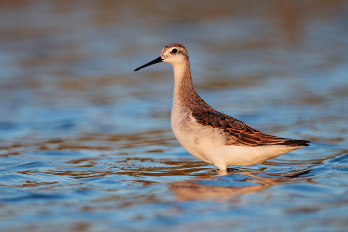 Wilson's Phalarope