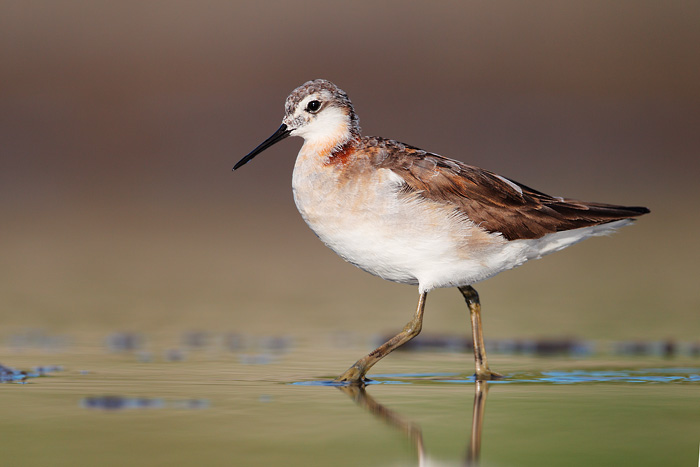 Wilson's Phalarope