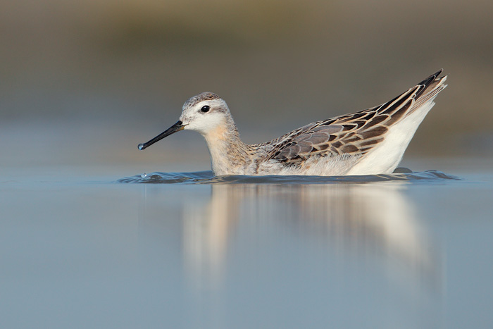 Wilson's Phalarope