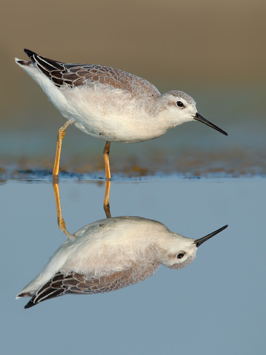 Wilson's Phalarope