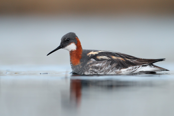 Red-necked Phalarope