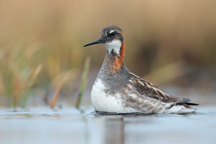 Red-necked Phalarope