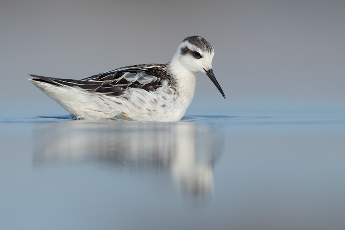 Red-necked Phalarope