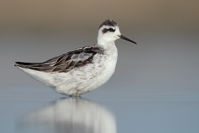 Red-necked Phalarope