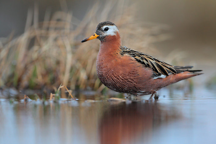 Red Phalarope