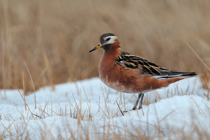 Red Phalarope