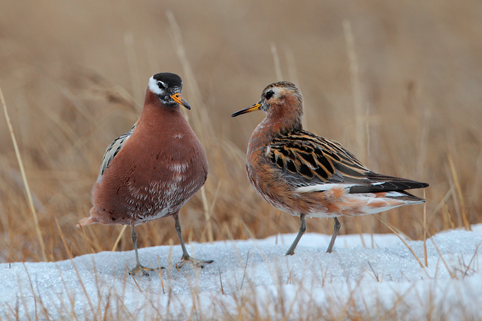 Red Phalarope